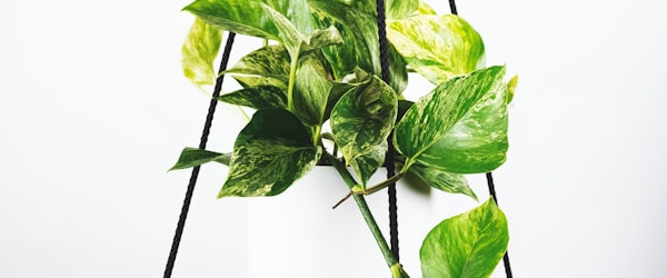 巴西国家足球队在比赛中庆祝进球，内马尔在中间